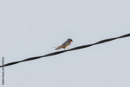 the barn swallow bird (Hirundo rustica) perched on a cable, animal closeup (Layang-layang asia bertengger di atas kabel)  photo