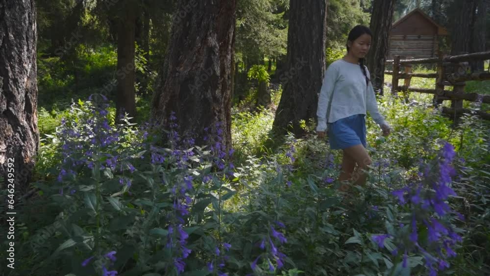 Asian woman walks exploring peaceful meadow of purple lavender wildflowers along old rustic wooden cabin, forest scene Asian woman walks exploring peaceful meadow of purple lavender wildflowers along old rustic wooden cabin, forest scene