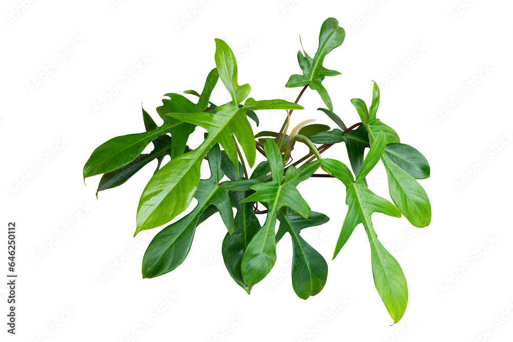 green leaves plant isolated green leaves plant isolated