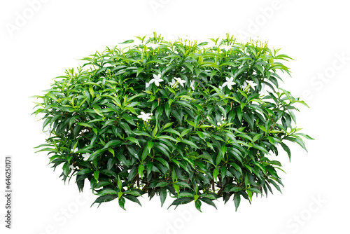 green bush leaves plant with white isolaated