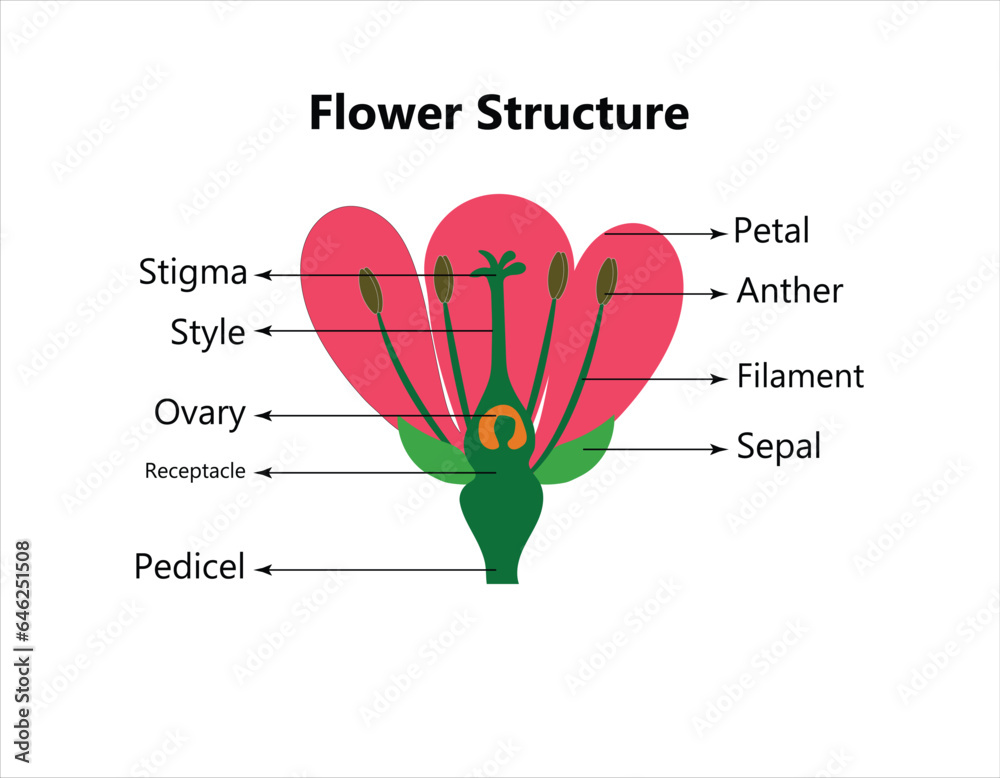 Vector education diagram of botany and biology, the structure of the
