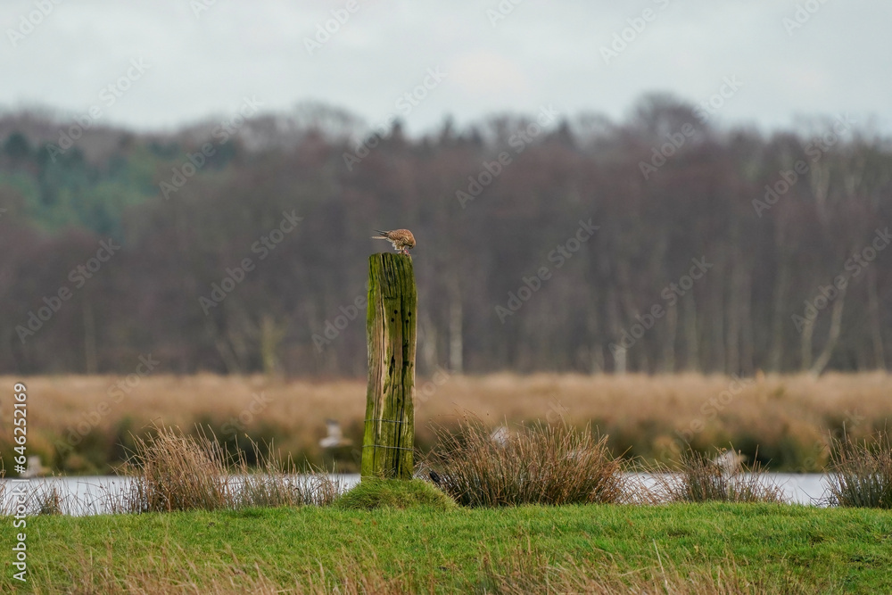 Beautiful bird of prey, falcon sits on a dry branch in search of prey. Bird watching, similar falcons, natural background, forest, water, lake