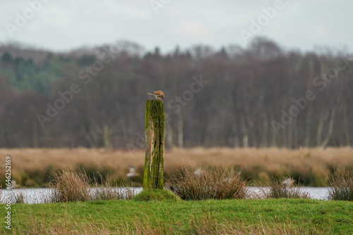Obraz na płótnie Beautiful bird of prey, falcon sits on a dry branch in search of prey. Bird watching, similar falcons, natural background, forest, water, lake w salonie
