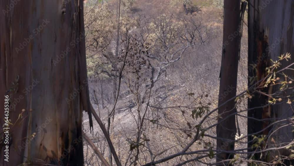 The brown and black burned nature in the hills behind the trees after a wildfire. The brown and black burned nature in the hills behind the trees after a wildfire.