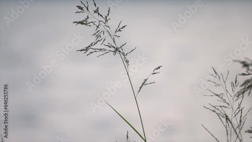 grass flutters in the air pawna lake photo