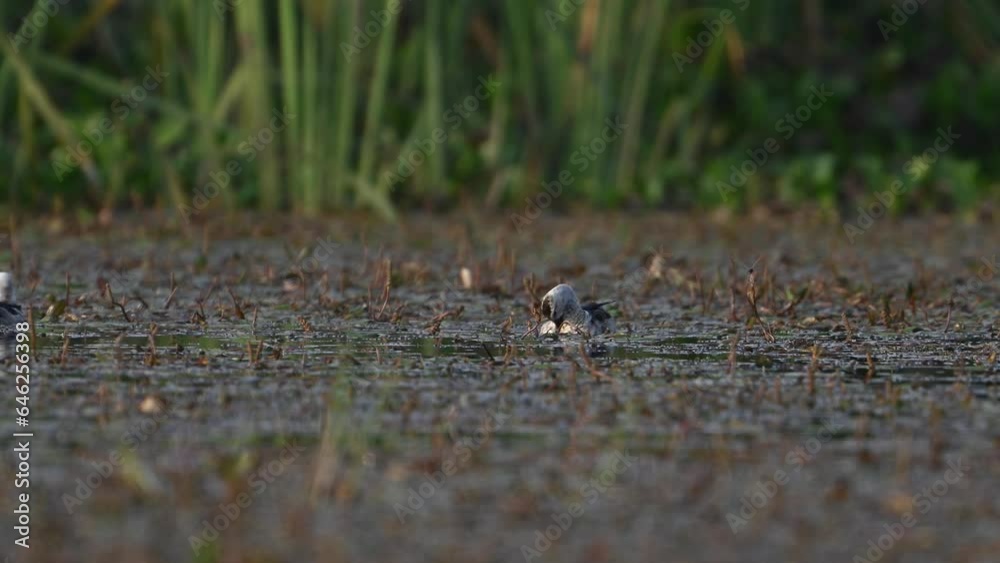 A Male Cotton Pygmy Goose, Nettapus coromandelianus Cleaning feathers A Male Cotton Pygmy Goose, Nettapus coromandelianus Cleaning feathers