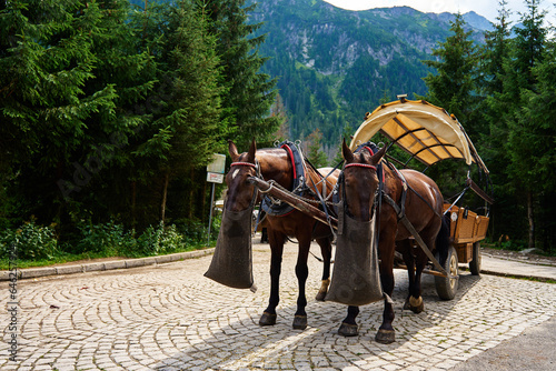 Fototapeta Naklejka Na Ścianę i Meble -  Horse harness with cart in mountain forest. Traditional transport for tourists in Morskie Oko, Poland. Harnessed horses eat food from bags