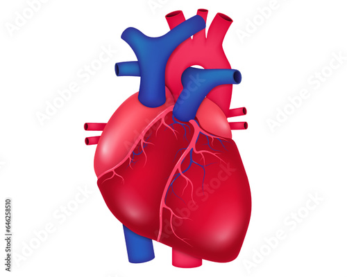 Anatomy of human heart vector. Medical concept. Organs in the human circulatory system.