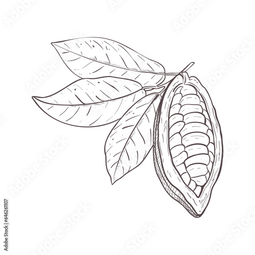 Vector illustration set of cocoa leaves and opened raw unpeeled bean pod. Black outline of branch, graphic drawing. For postcards, design and composition decoration, prints, posters, stickers, menu