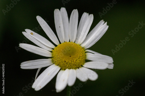 Magerwiesen Margeritebl  te dunkler Hintergrund