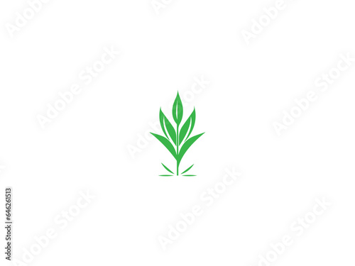 Corn plant logo vector  logo design  vector and illustration 