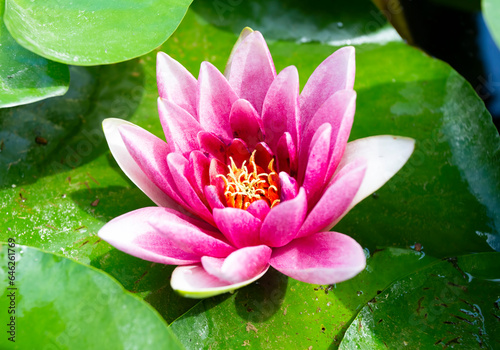 Lotus flower plant on lake. Lotus flower blooming in river