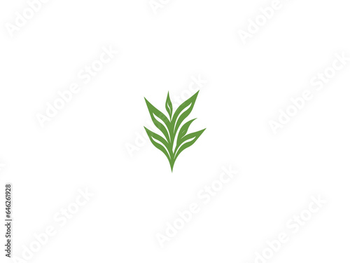 Corn plant logo vector  logo design  vector and illustration 