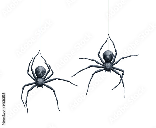 Two scary spiders with a skull marking on abdomen hanging from web