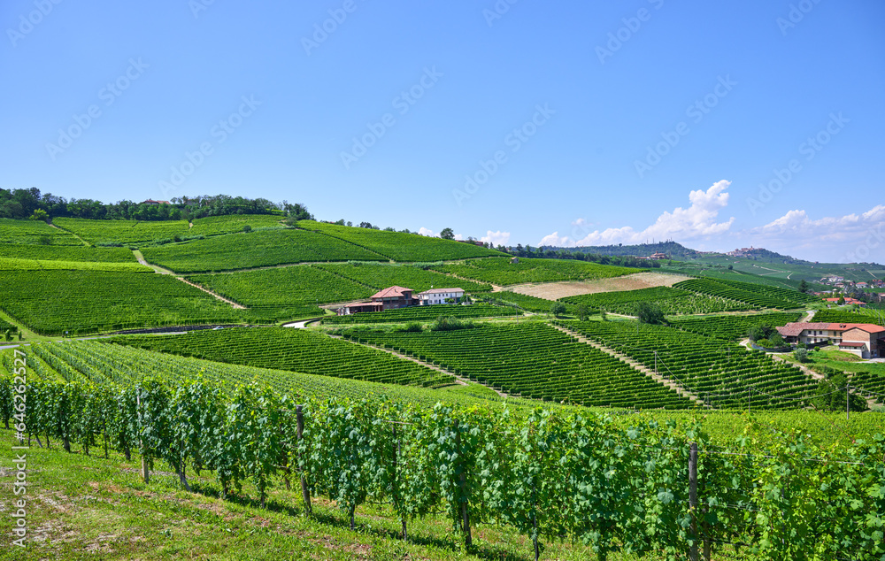 Vineyards of fresh grapes on the Langhe hills, in the villages near the town of Barolo, Piedmont, Italy on a clear July day. 