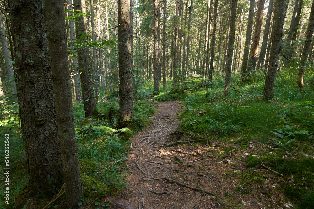 Fototapeta premium Landscape with hiking trail in the mountain forest