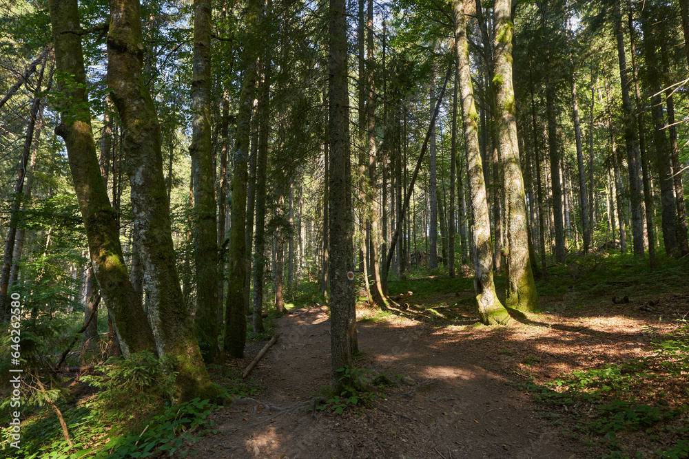 Fototapeta premium Landscape with hiking trail in the mountain forest