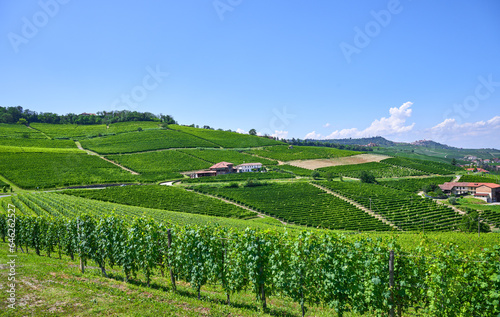 Vineyards of fresh grapes on the Langhe hills, in the villages near the town of Barolo, Piedmont, Italy on a clear July day. 