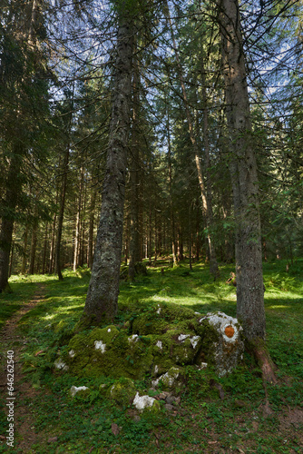 Fototapeta Naklejka Na Ścianę i Meble -  Landscape with hiking trail in the mountain forest