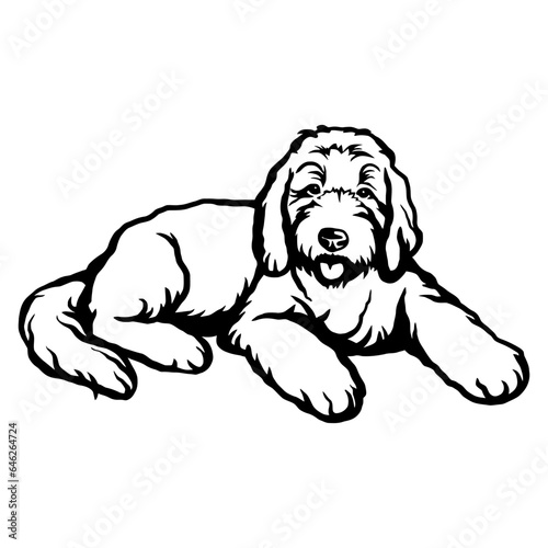 Goldendoodle - Dog Breed, Funny dog Vector File, detailed vector