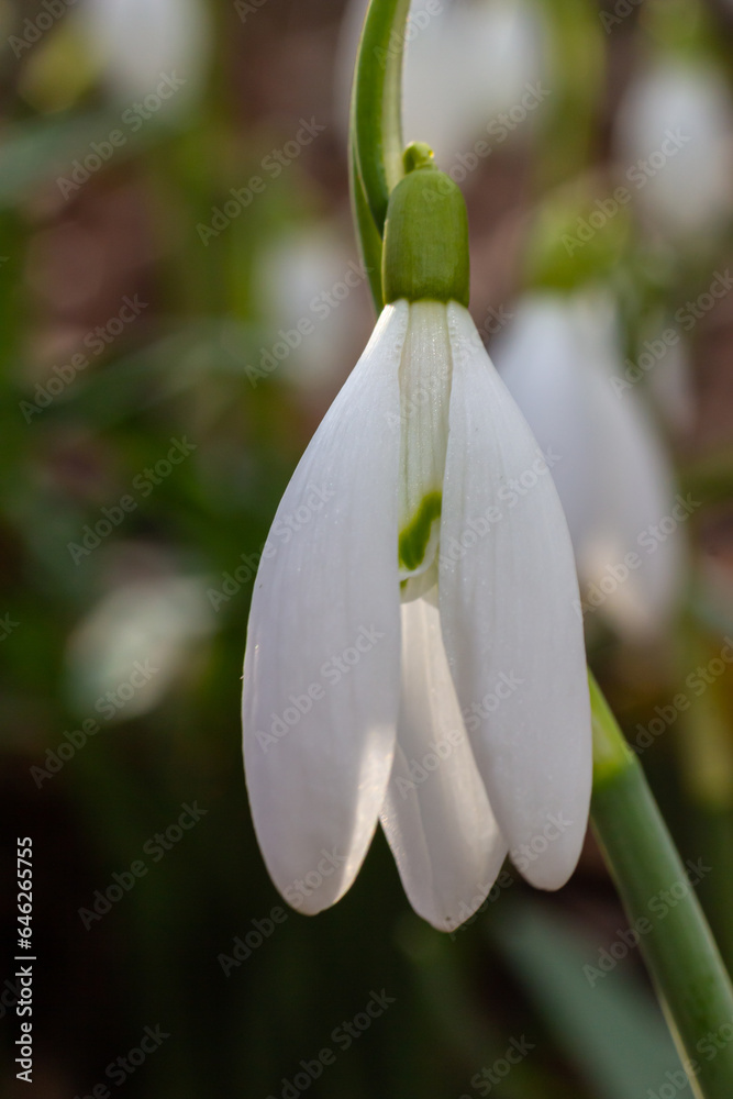 Obraz premium White snowdrop flowers close up. Galanthus blossoms illuminated by the sun in the green blurred background, early spring. Galanthus nivalis bulbous, perennial herbaceous plant in Amaryllidaceae family