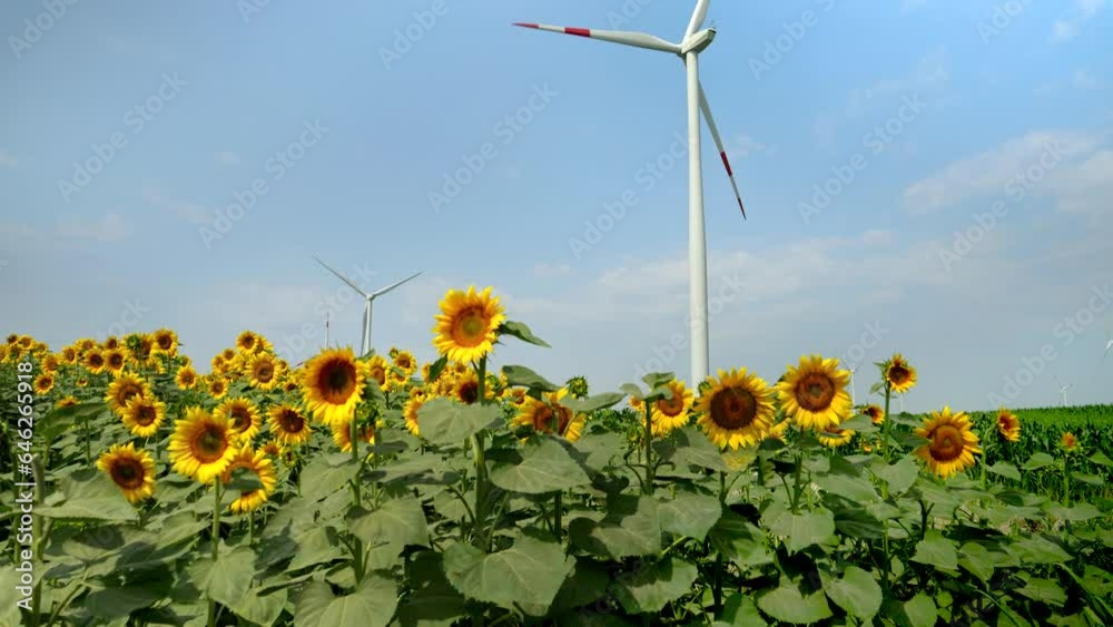 Rotating windmills generating electricity in a sunflower and corn field