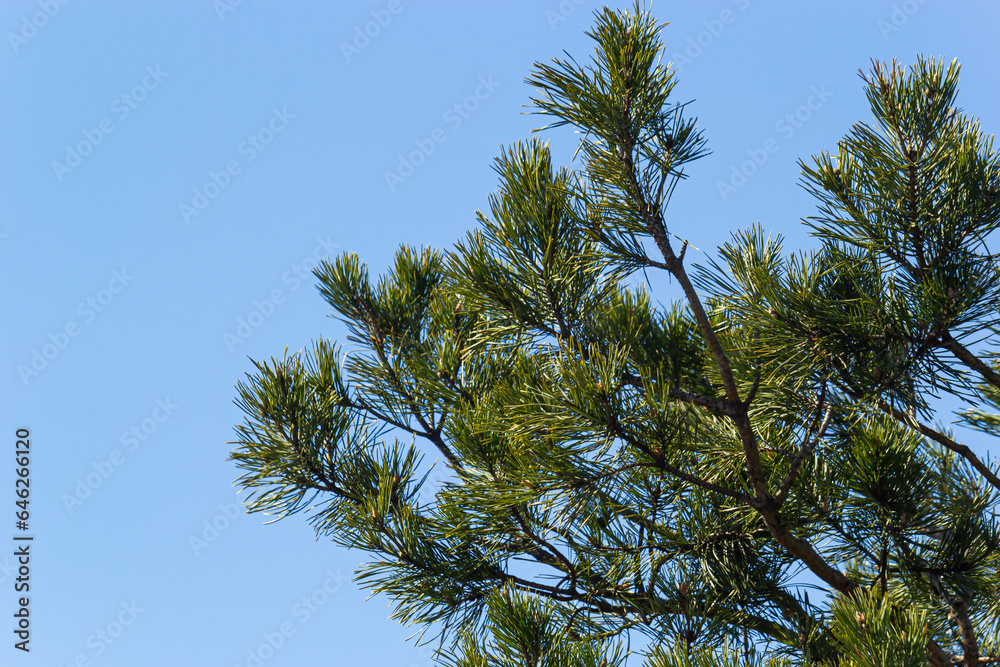 A pine branch in a natural environment. blackjack pine cones on twig closeup, beautiful natural background A pine branch in a natural environment. blackjack pine cones on twig closeup, beautiful natural background