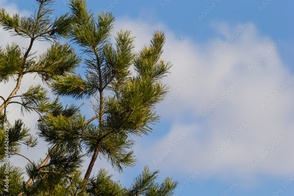 A pine branch in a natural environment. blackjack pine cones on twig closeup, beautiful natural background A pine branch in a natural environment. blackjack pine cones on twig closeup, beautiful natural background
