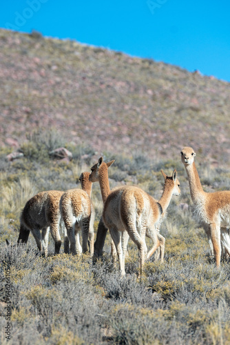 Herd of vicuñas in Cerro Hornocal in Jujuy, Argentina