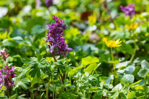 Corydalis. Corydalis solida. Violet flower forest blooming in spring. The first spring flower, purple. Wild corydalis in nature