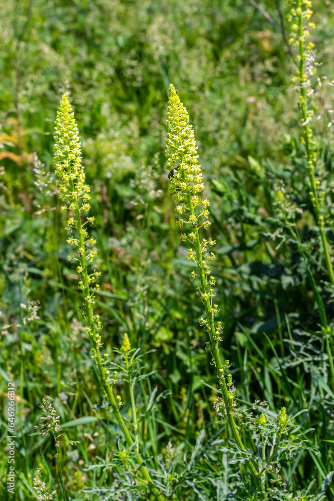 Selective focus of wild grass flower in meadow in spring, Reseda lutea or the yellow mignonette or wild mignonette is a species of fragrant herbaceous plant, Nature floral background Selective focus of wild grass flower in meadow in spring, Reseda lutea or the yellow mignonette or wild mignonette is a species of fragrant herbaceous plant, Nature floral background