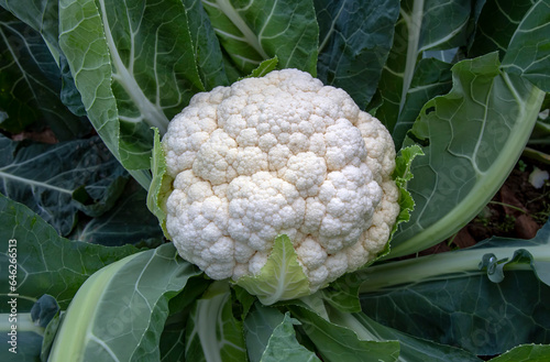 Obraz na płótnie A white cauliflower surrounded by its leaves in a planted field