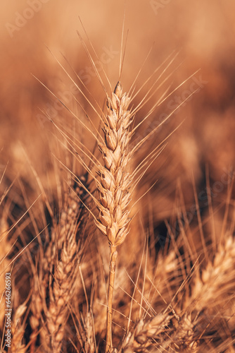 Ripe ear of wheat in cultivated field