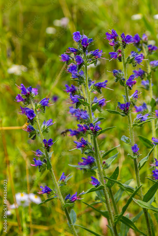 Fototapeta premium Viper's bugloss or blueweed Echium vulgare flowering in meadow on the natural green blue background. Macro. Selective focus. Front view