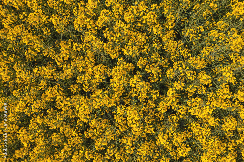 Top view aerial shot of blooming oilseed rape or canola crop field from drone pov Top view aerial shot of blooming oilseed rape or canola crop field from drone pov
