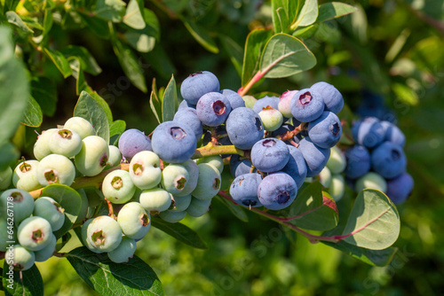Blueberry farm with bunch o...