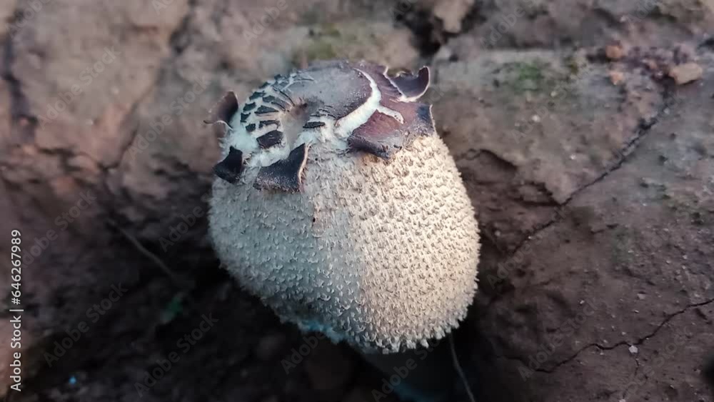Close up zoom in shot of ostiole of common puffball in nature. High angle Close up zoom in shot of ostiole of common puffball in nature. High angle