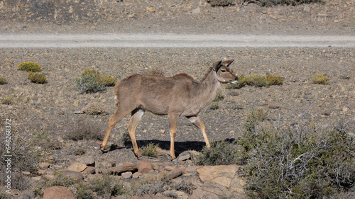 A kudu cow with no stripes in karoo National Park.