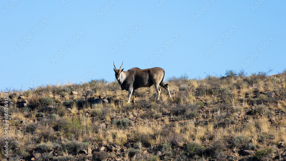 A eland bull with beautifull blue skies behind him in Karoo national park. A eland bull with beautifull blue skies behind him in Karoo national park.