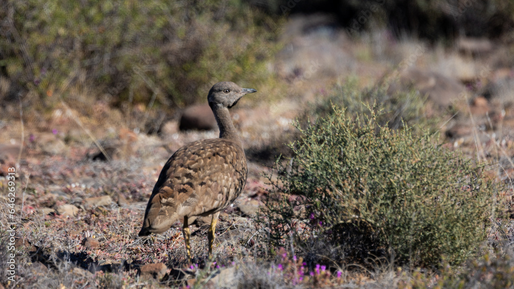 A korhaan in Karoo National Park making eye contact. A korhaan in Karoo National Park making eye contact.