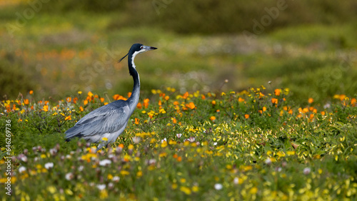 A black headed heron surrounded by fields of wild flowers.