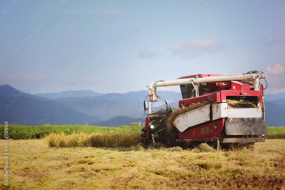 Autumn scenery with rice and grains bearing fruit in golden rice paddies and fields and farmers harvesting rice with combines and agricultural machinery, and the concept of Chuseok and a good harvest
