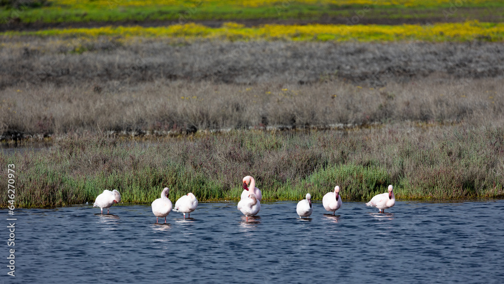 Flamingos in West Coast National Park in the water.