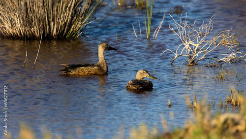 Pair of Cape shoveler ducks on the water in Agulhas National Park