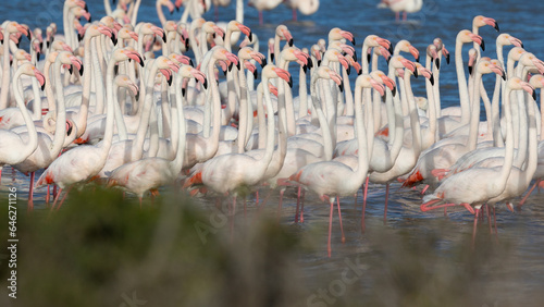A flock of greater flamingos gathered at Agulhas National Park.