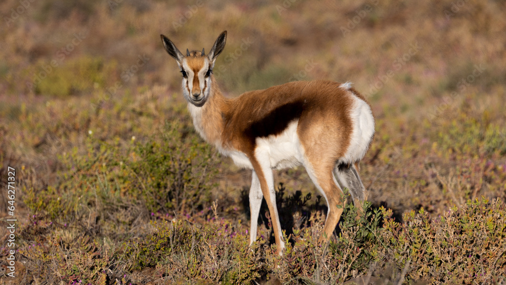 A springbok youngster  making eye contact.