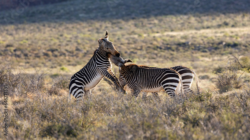 Action shot of a small herd of mountain zebras.