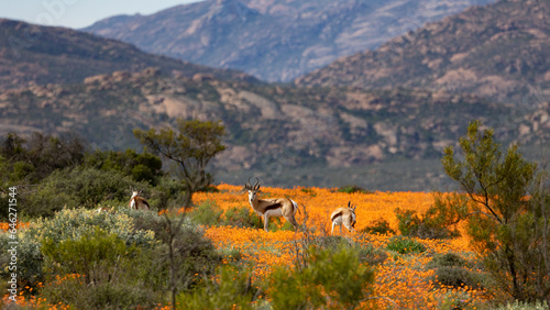 Bild auf Leinwand Small herd of springbok enjoying the wild flower season in Namaqua National Park