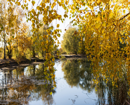 autumn yellow tree leaves as background.