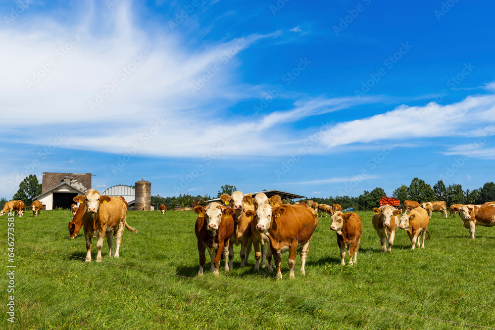 A herd of cows grazes on a field on a summer day.